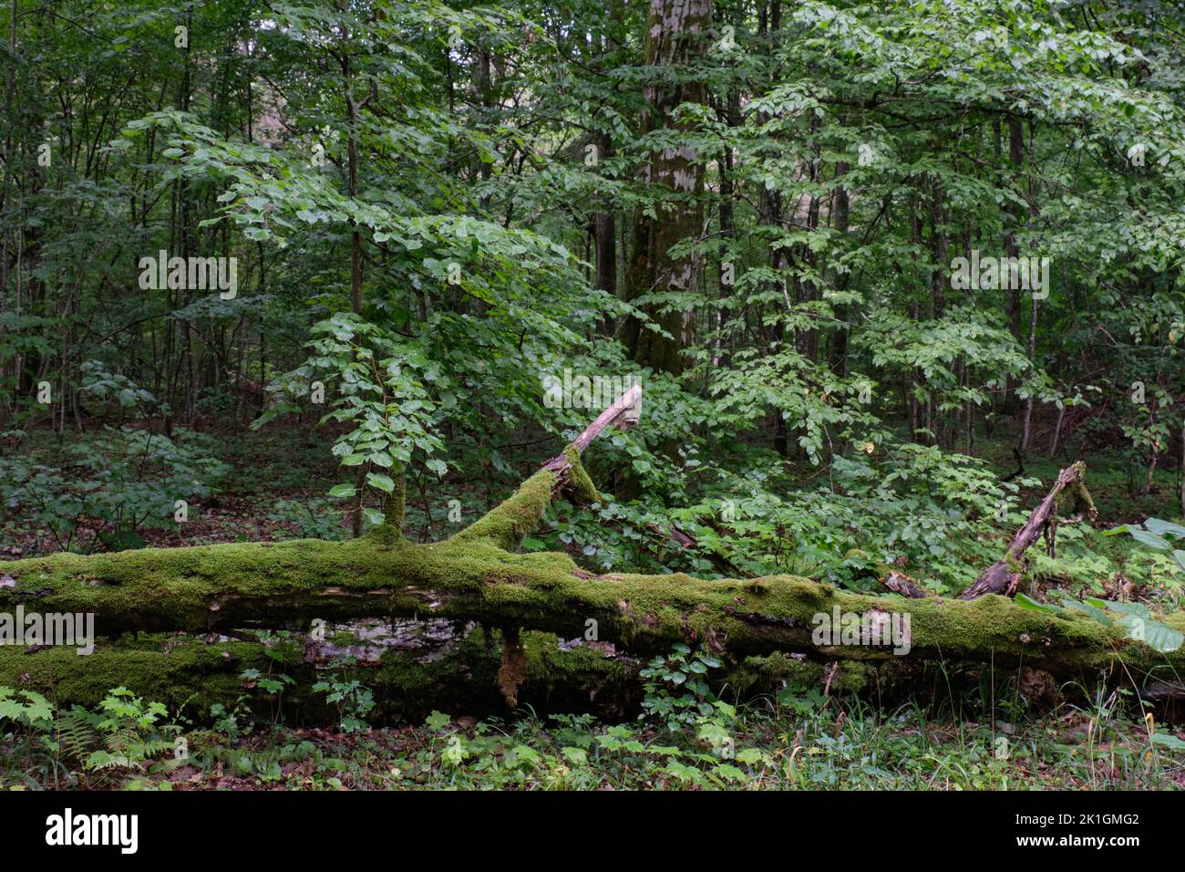 Partito declinato vecchio ramo di quercia e foresta naturale decidua in estate, Foresta di Bialowieza, Polonia, Europa Foto Stock
