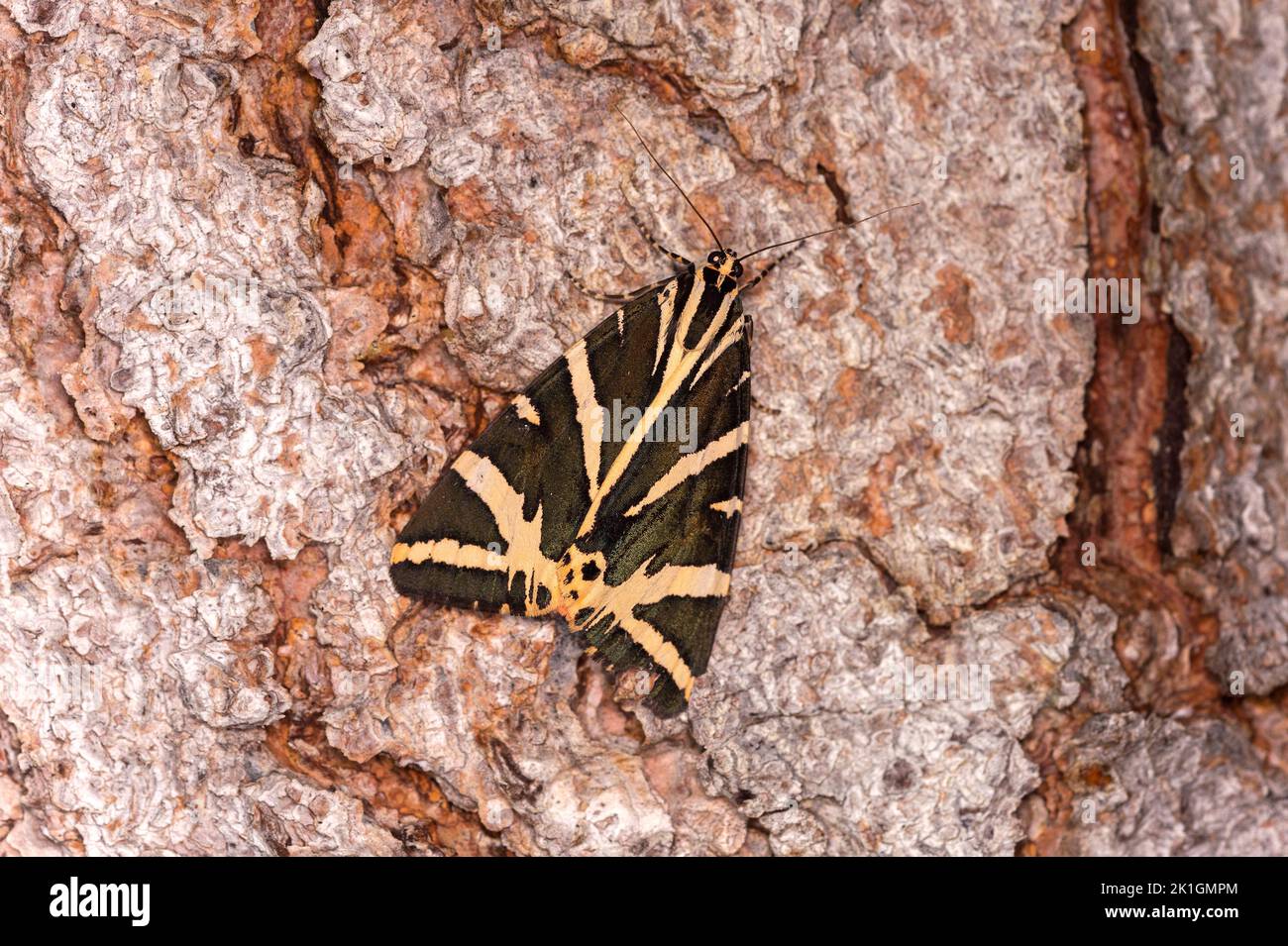 Maglia Notturno farfalla Tiger (Euplagia quadripunctaria), Vallese, Svizzera Foto Stock