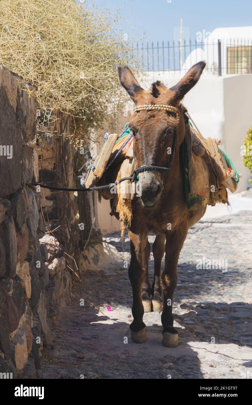 Ritratto di un asino nel villaggio tradizionale di Pyrgos Kallistis sull'isola greca di Santorini, Grecia. Foto Stock