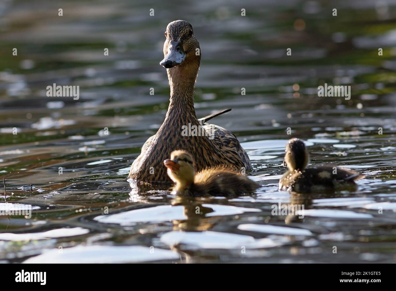 mallard anatra con bambini in acqua, Anas platyrhynchos femmina con i suoi anatroccoli in ambiente naturale Foto Stock