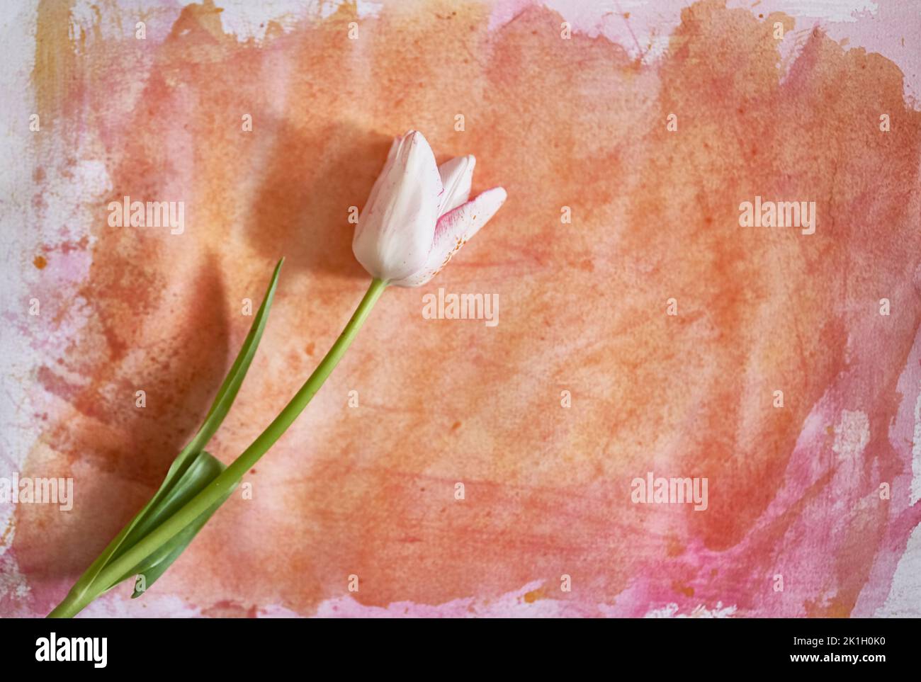 Un tulipano bianco è sdraiato su una carta dipinta con acquerello arancione. Un elegante tulipano per il tuo design. Acquerello con spazio da copiare. Foto di alta qualità Foto Stock