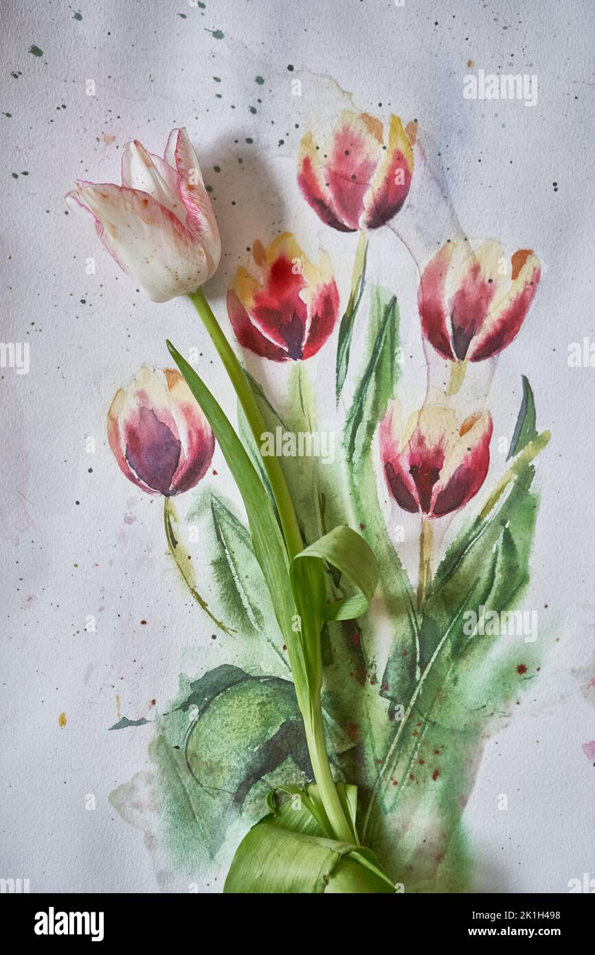 Un tulipano bianco si trova nel disegno. Fiori acquerelli dipinti di tulipani su sfondo grigio per la progettazione di cartoline e saluti. Un bouquet di gemme di tulipano. Sfondo floreale. Foto di alta qualità Foto Stock