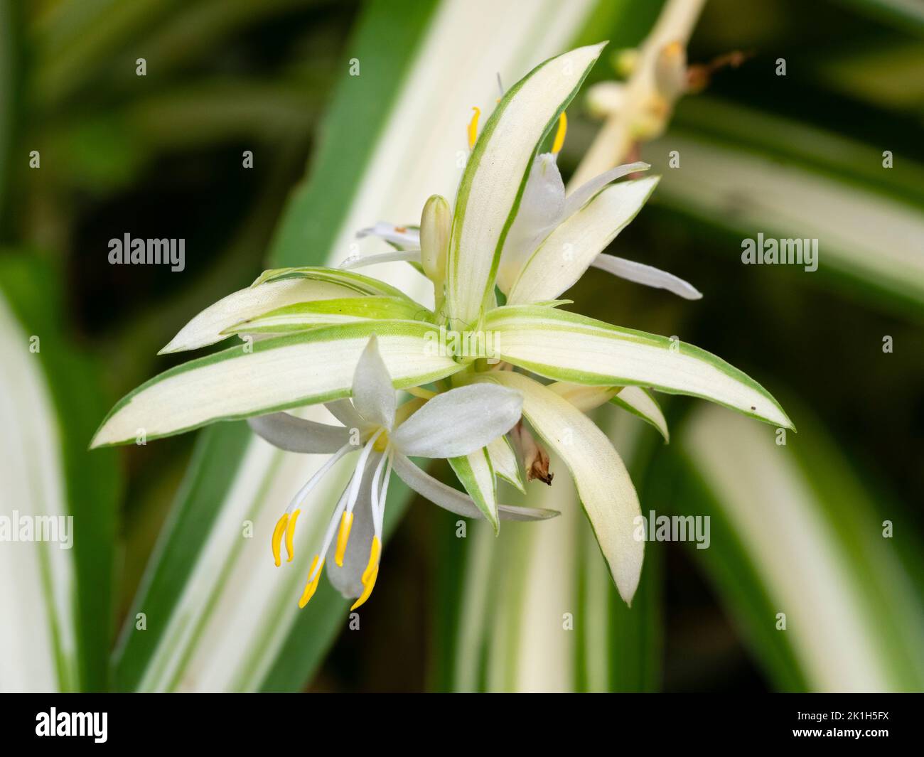 Fiore bianco e fogliame sempreverde variegato di un offset in sviluppo della popolare pianta ragno Chlorophitum comosum 'Variegatum' Foto Stock