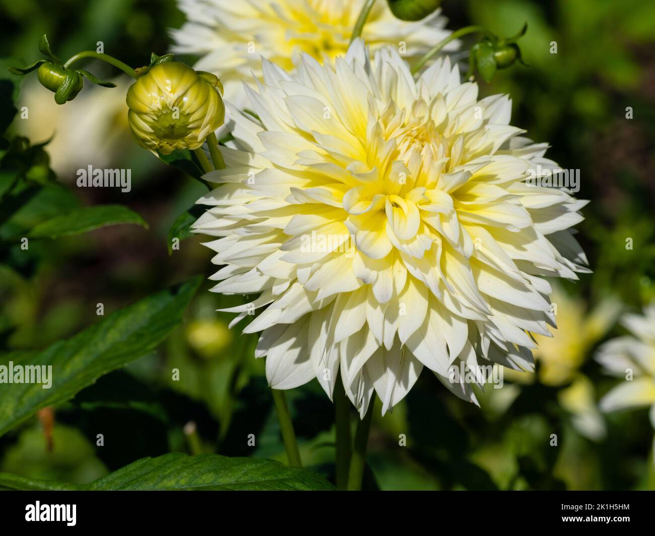 Giallo tenue fiori completamente doppi del perenne confine estivo, Dahlia 'Canary Fubuki' Foto Stock