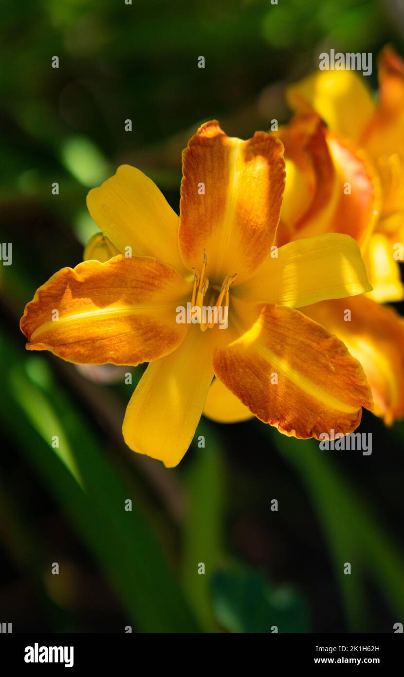 Giglio arancione (Hemerocallis fulva) Lilie, Gartenanlage, Deutschland Foto Stock