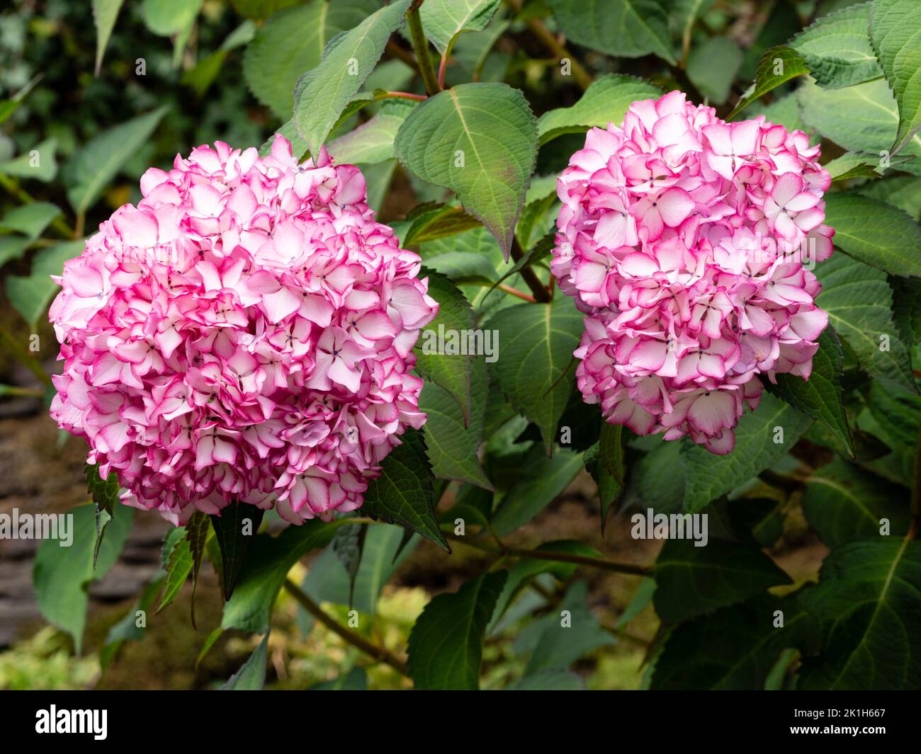 Fiori bianchi bordati rosa nella dura idrangea decidua di mophead, Hydrangea macrophylla 'Mirai' Foto Stock