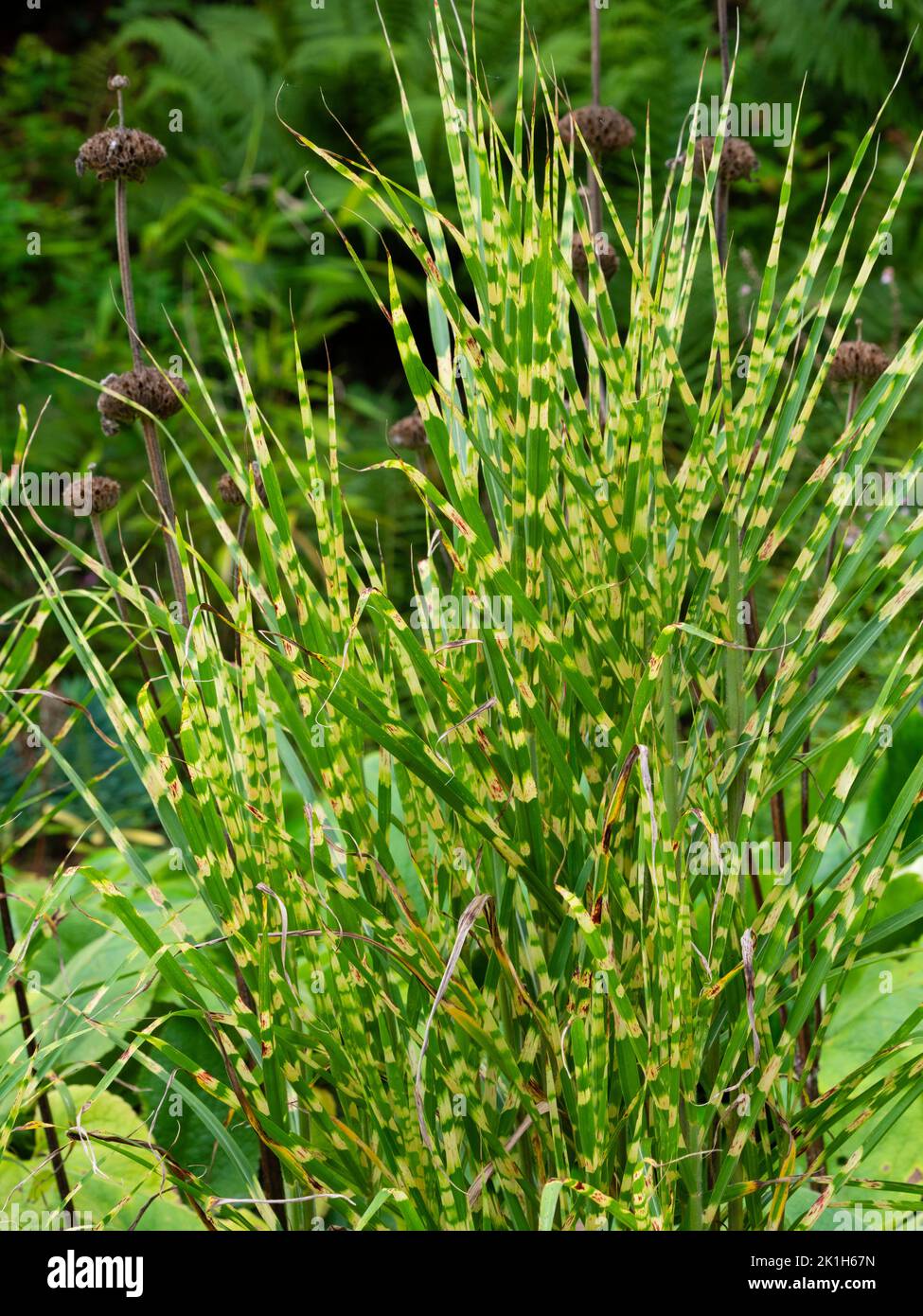 Fogliame verticale di erba ornamentale dura, fusto giallo e verde, Miscanthus sinensis 'Gold Bar' Foto Stock