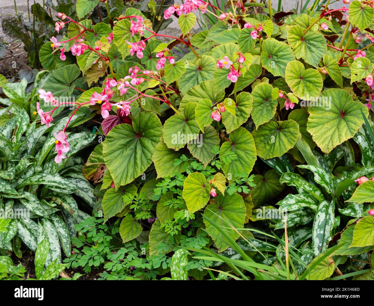 Il fogliame autunnale contrasta con la begonia grandis var. Evansiana 'Claret Jug' e la Pulmonaria 'Silver Surprise' Foto Stock