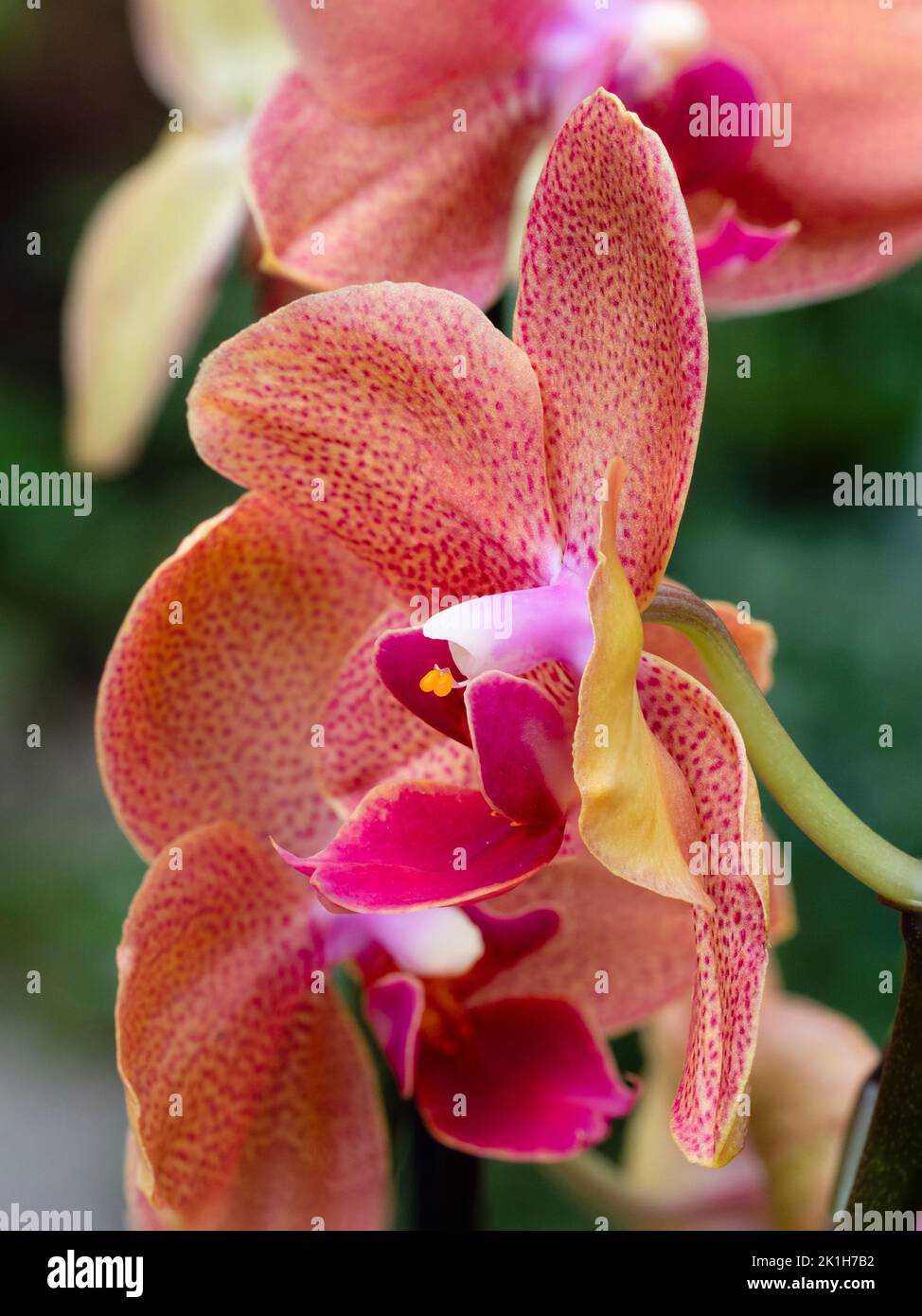 Fiori rossi macchiati di un tenero houseplant Phalaenopsis ibrido, orchidea della luna Foto Stock