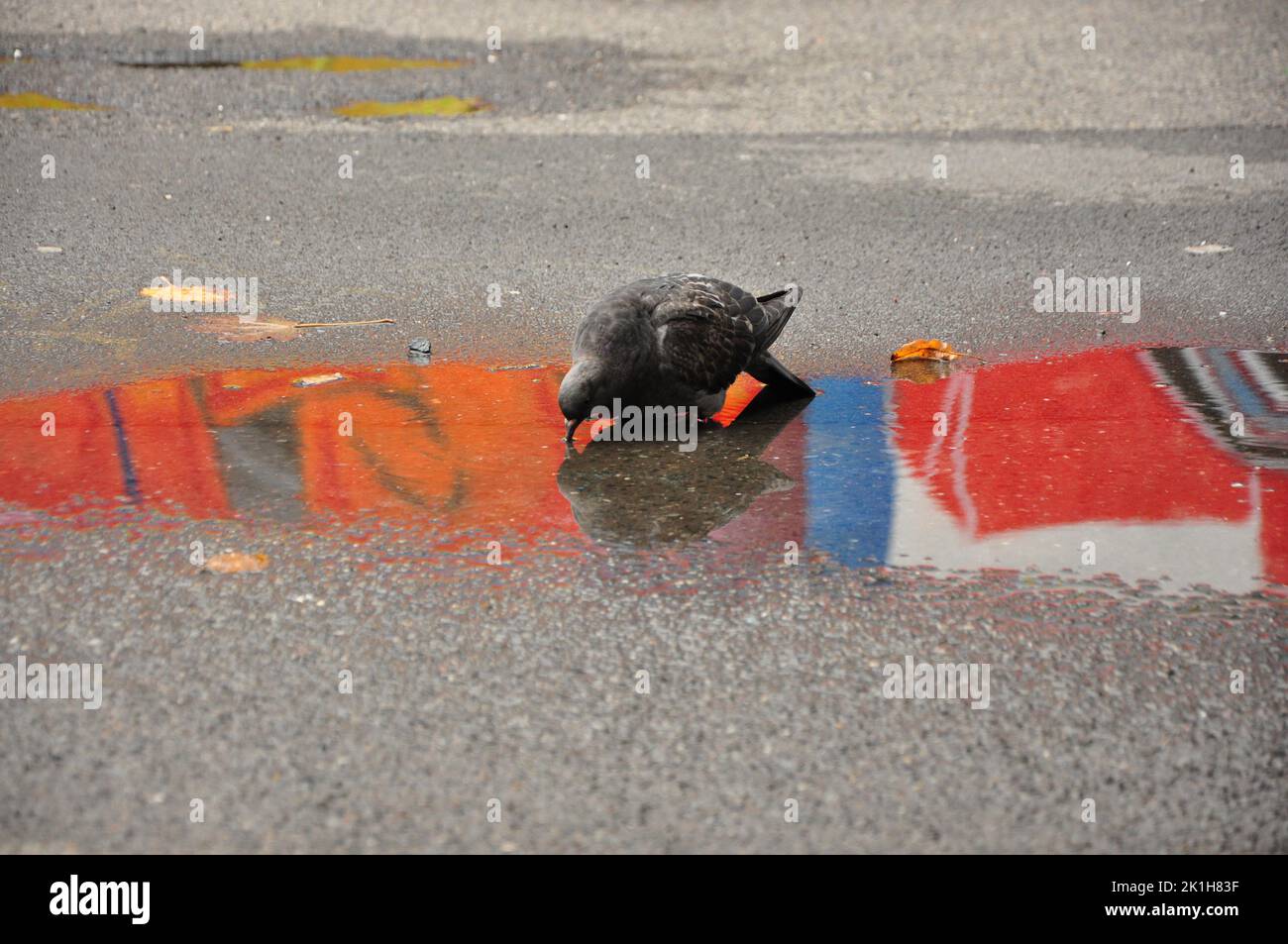 un primo piano di una colomba di roccia che beve acqua da una pozza con riflessi graffiti sulla strada Foto Stock