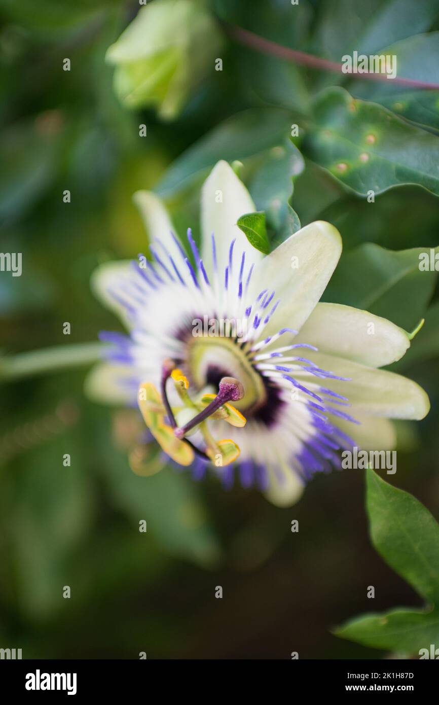 Passiflora caverulea, conosciuta come passionflower blu, passionflower bluecrown o fiore comune della passione. I suoi fiori hanno una frangia prominente di fil coronale Foto Stock