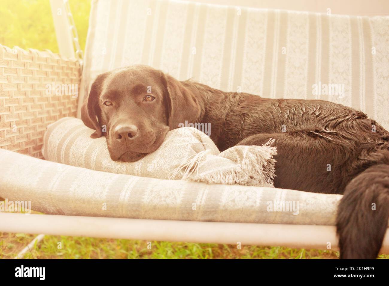 Labrador retriever su un altalena. Un cane nero riposa nel giardino. Foto Stock