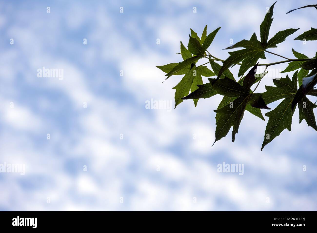 Liquidambar o foglie di dolcifico contro un cielo con nuvole bianche, utilizzare come sfondo Foto Stock
