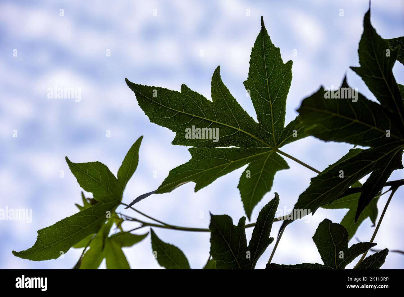 Liquidambar o foglie di dolcifico contro un cielo con nuvole bianche, utilizzare come sfondo Foto Stock