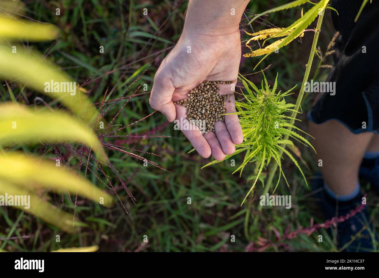 Uomo che versa semi di canapa, di mano in mano, sul campo, tra piante verdi di cannabis industriale, colpo da primo piano. Foto Stock