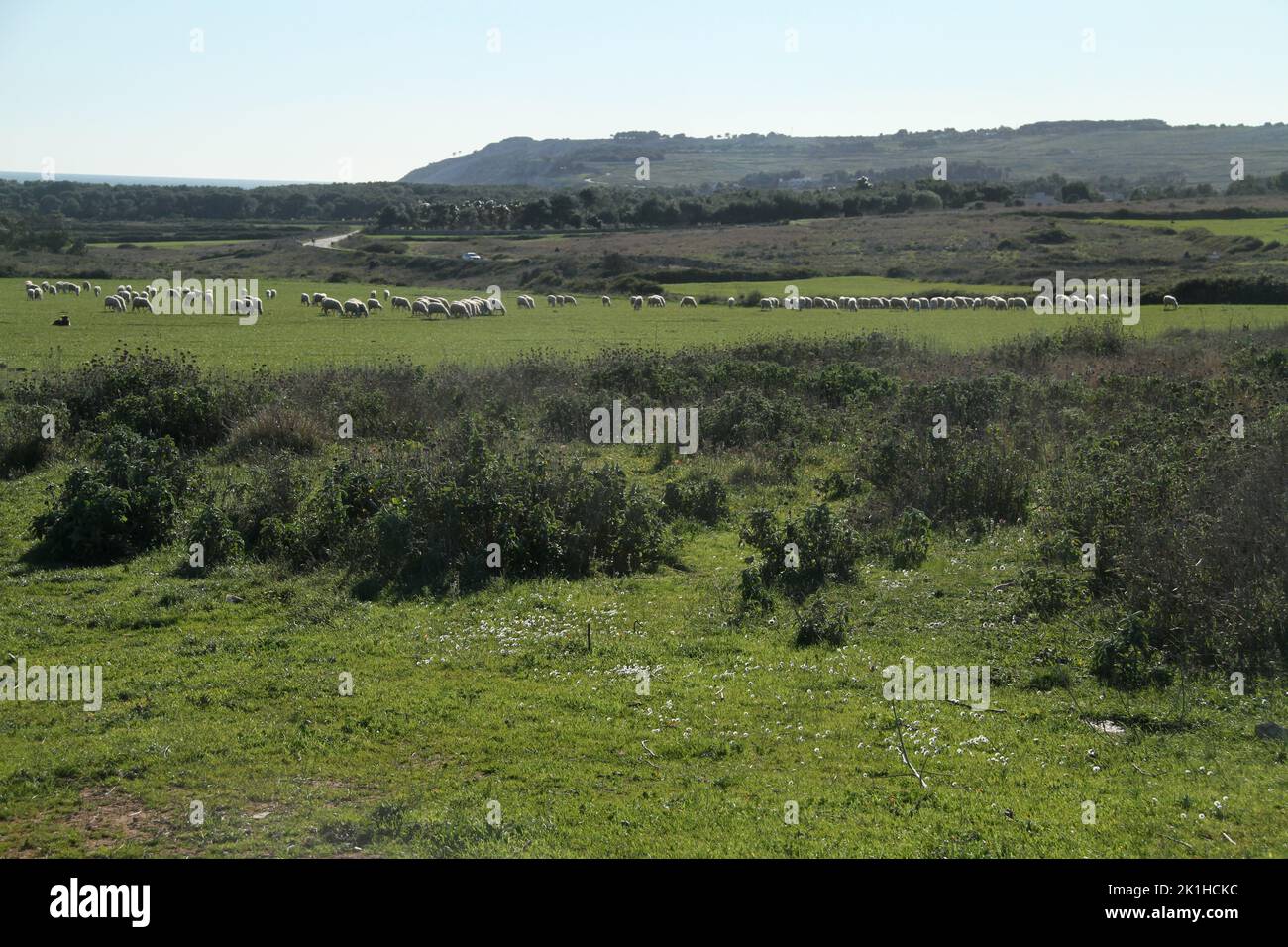 Un gregge di pecore in un campo in Puglia, Italia Foto Stock