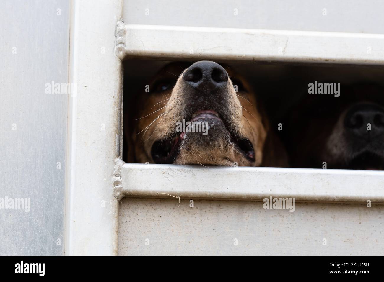 Fox hound guardando fuori dal rimorchio Foto Stock