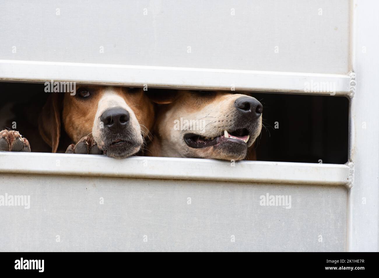 Fox hound guardando fuori dal rimorchio Foto Stock