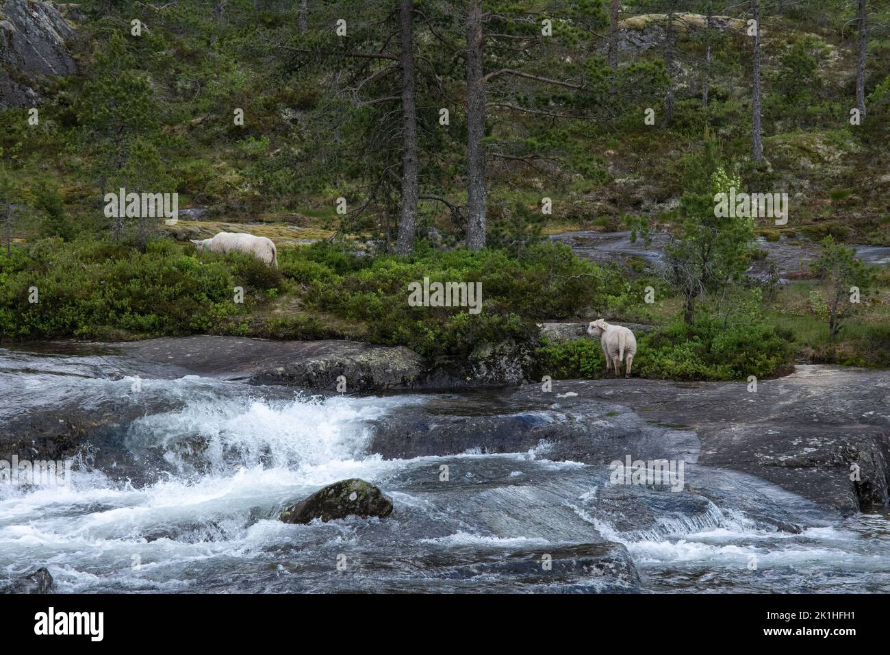 Paesaggi meravigliosi in Norvegia. Vestland. Splendido scenario della cascata di Likholefossen e del fiume Eldalselva Gaula. Montagna, alberi e pecore in backg Foto Stock