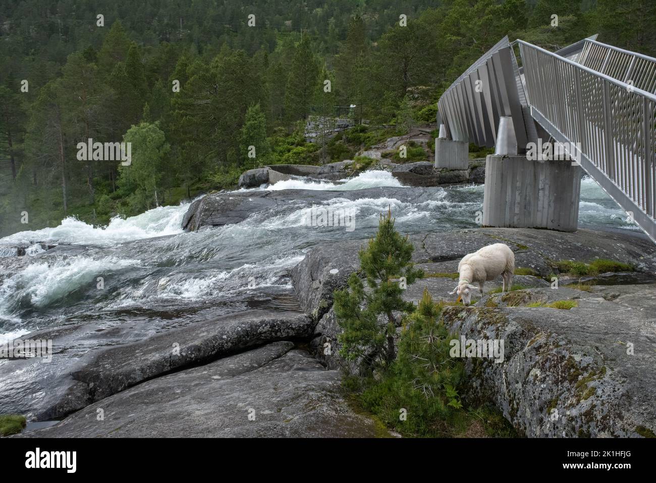 Paesaggi meravigliosi in Norvegia. Vestland. Splendido scenario della cascata di Likholefossen e del fiume Eldalselva Gaula. Montagna, alberi e pecore in backg Foto Stock