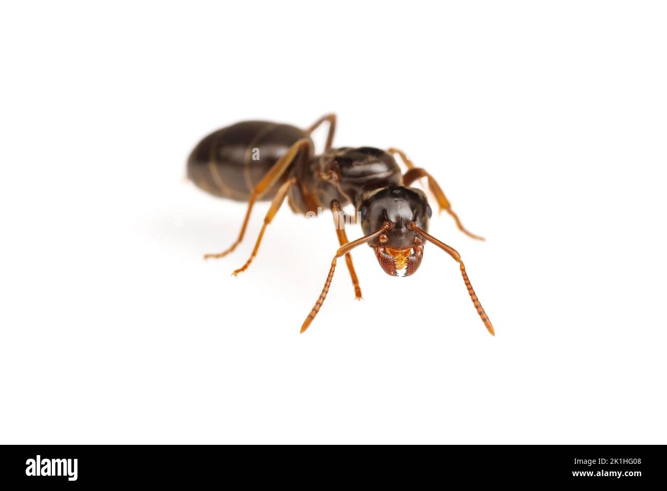 Citronella ANT (Lasius apificola) - Regina isolata su sfondo bianco. Foto Stock