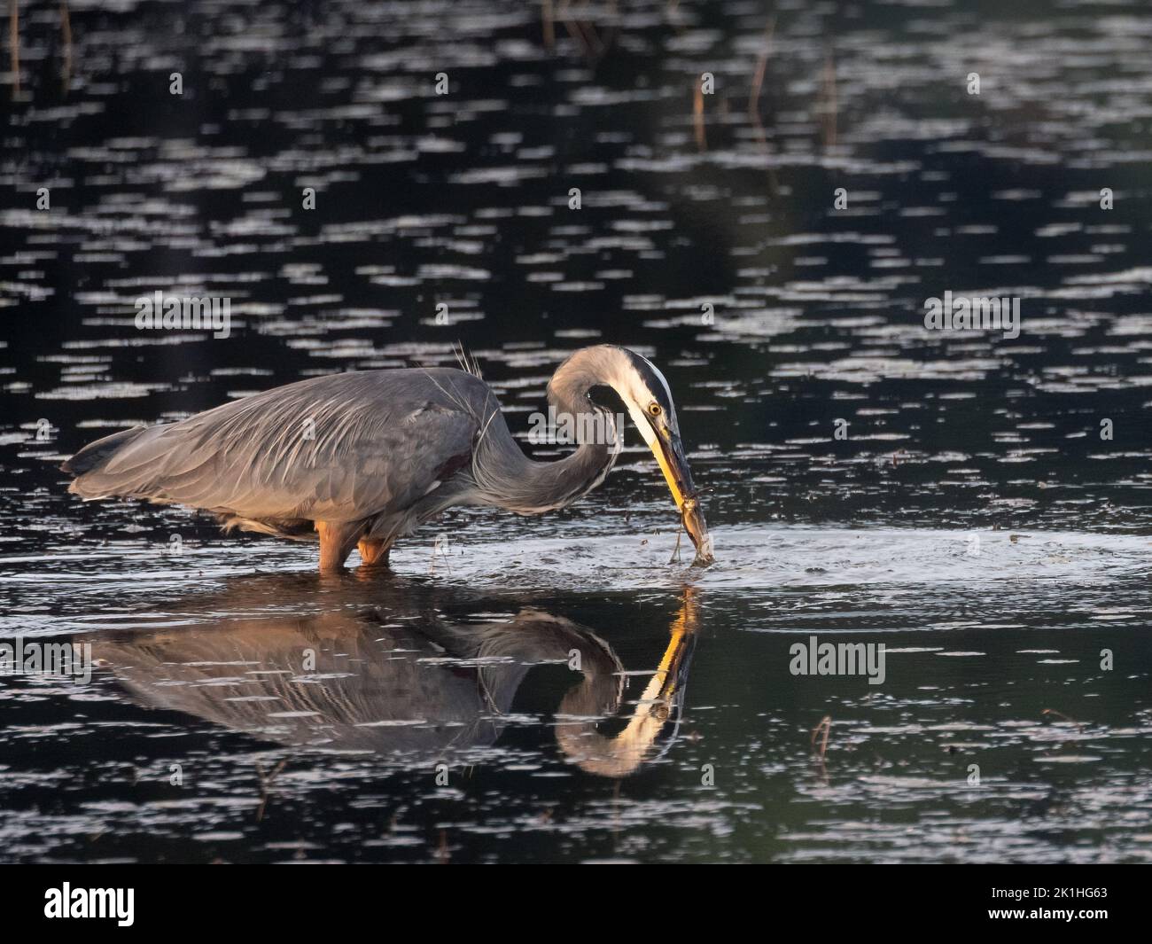 Un grande Heron blu pesca in uno stagno illuminato dal sole nel mese di settembre in Algonquin Park Ontario Foto Stock