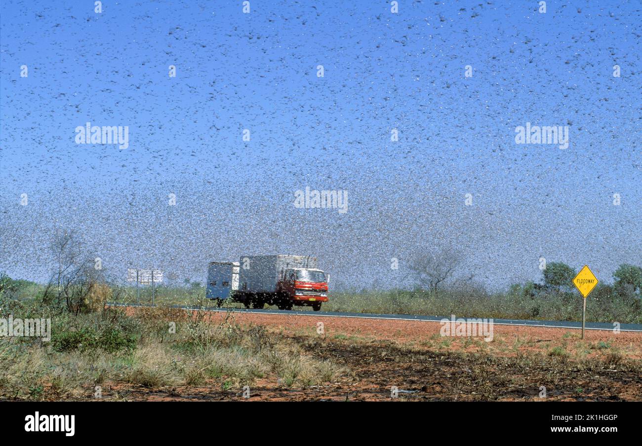 Una piaga di locuste svanisce sul lato della campagna vicino a Port Headland nell'Australia Occidentale. Lo Swarm ha impiegato venti minuti per passare un punto. Foto Stock