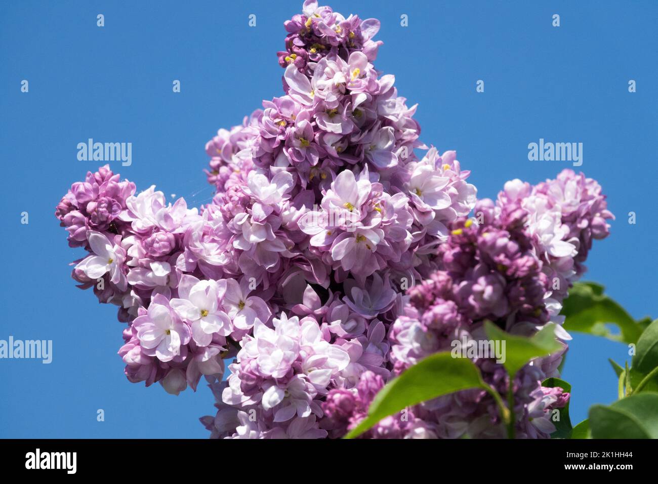 Bella, Lavanda, colore, lilac syringa, fragrante, Fiore, fioritura, Syringa vulgaris Krasavitsa Moskvy Foto Stock