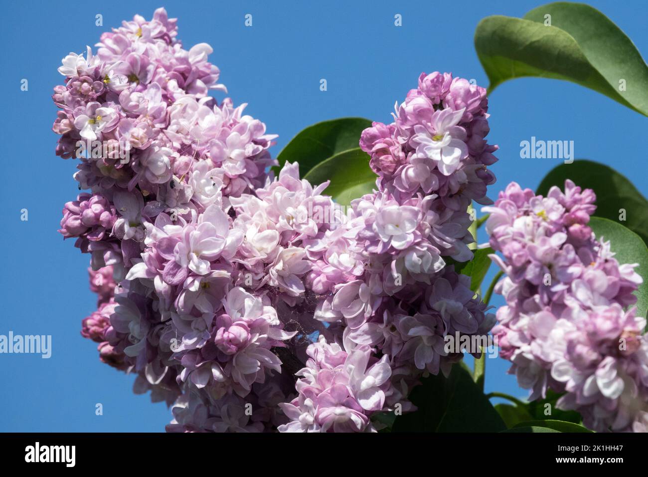 Beautiful Syringa lilla, profumato, Fiore, fragrante, lilla, Colore lavanda, Syringa, fioritura Foto Stock