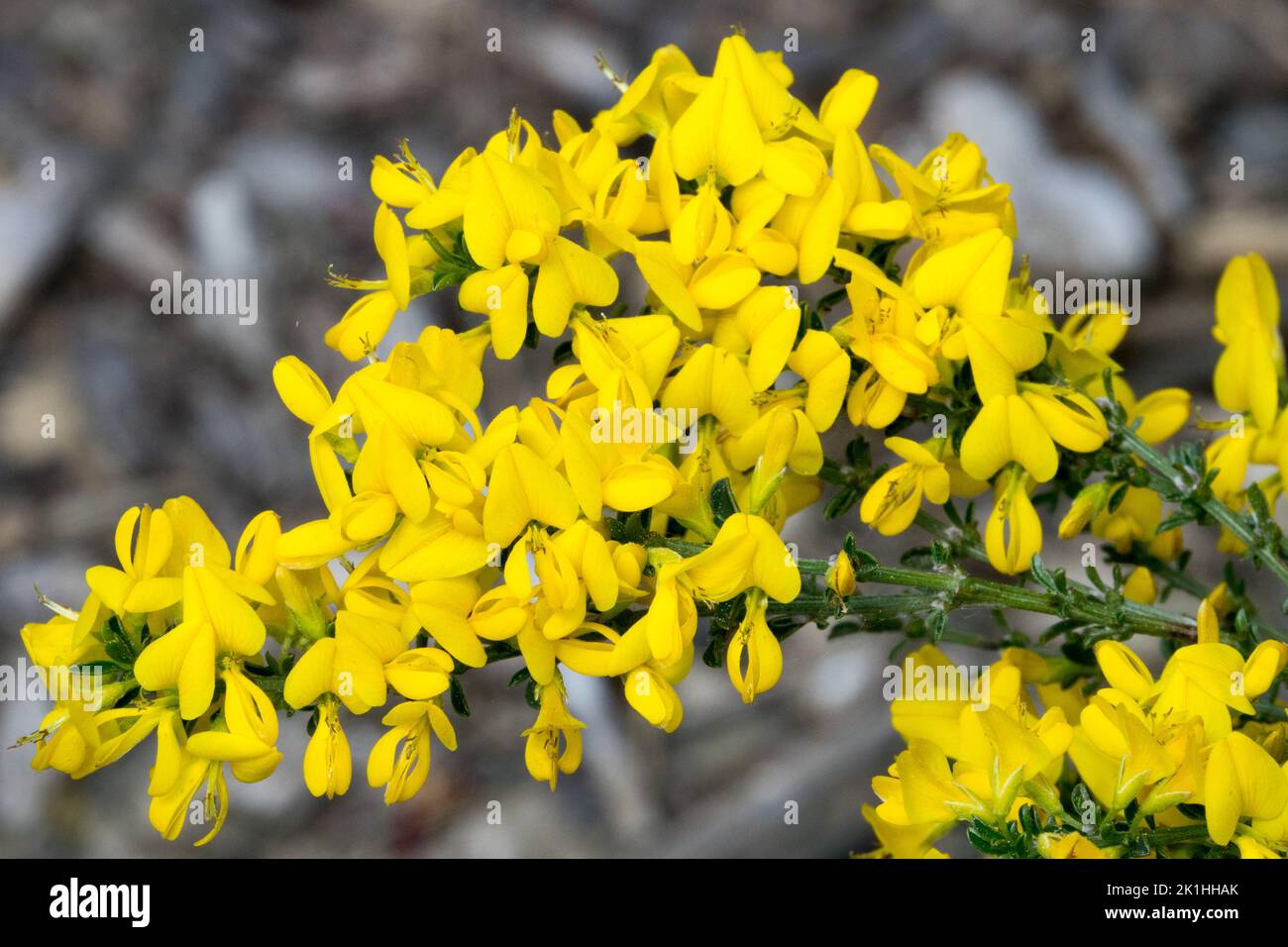 Cytisus giallo primo piano Cytisus decumbens Scotch Broa pianta piccola Foto Stock