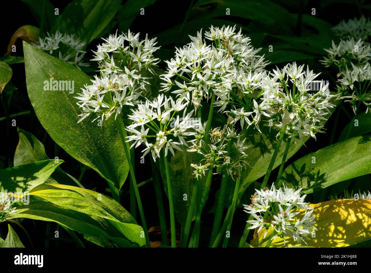 L'ursinum di Allium lascia la molla ed i fiori aglio selvatico di legno, aglio selvatico, Ramsons Foto Stock