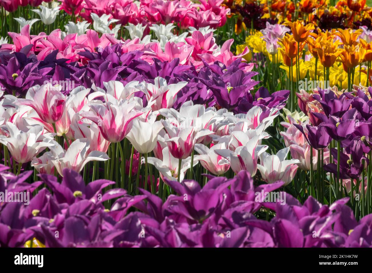 Rosa viola fiori primavera tulipani in fiore letto colorato misto tulipani visualizzare flowerbed rosa viola bianco giallo ampia gamma di colori tulipani Foto Stock