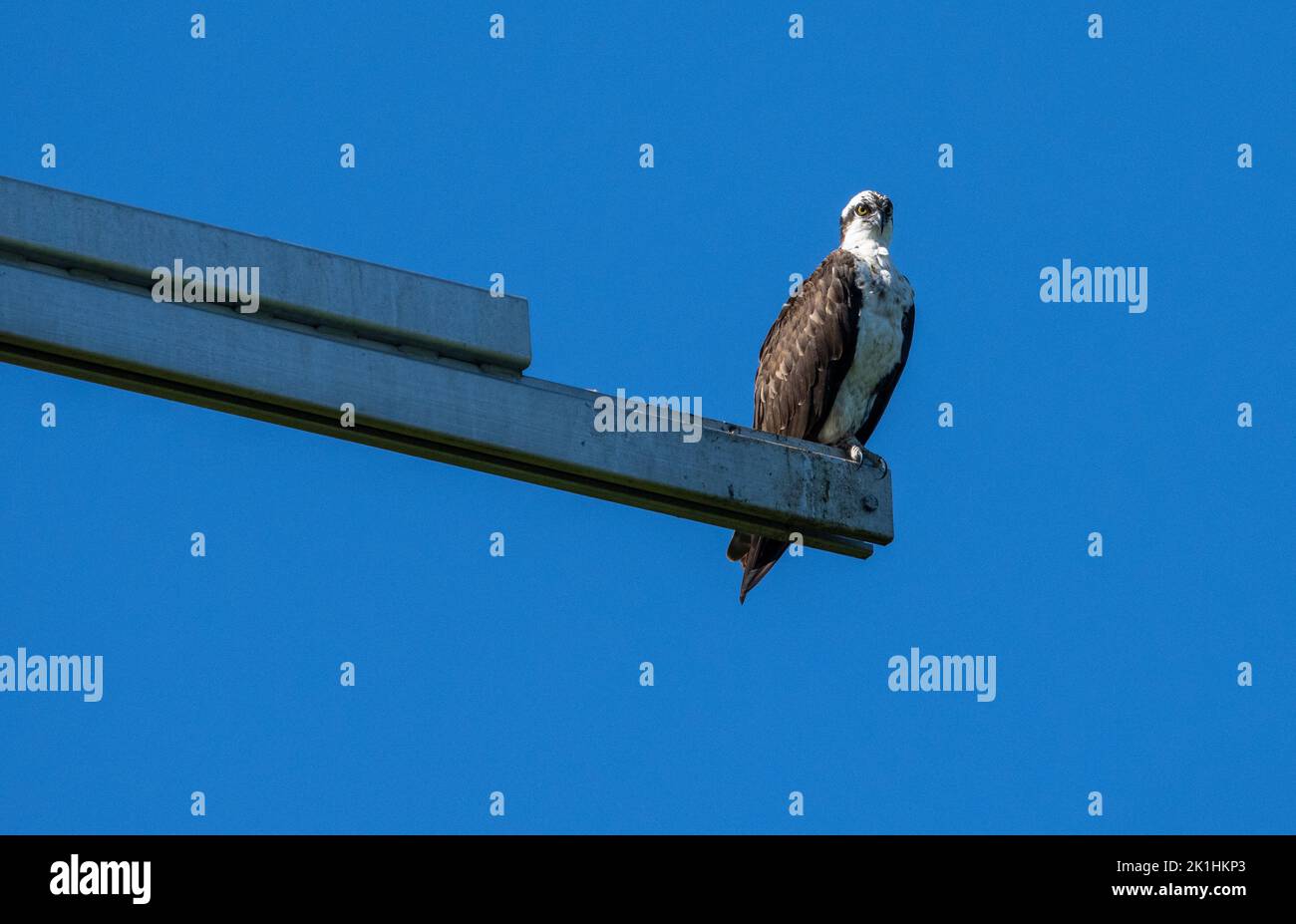 Appollaiato Osprey sul fiume San Lorenzo contro un cielo blu. Foto Stock