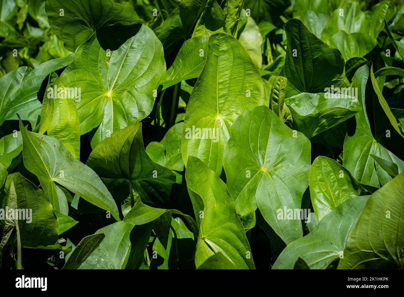 Lussureggiante pianta acquatica Arrowhead che cresce abbondantemente lungo il fiume St.Lawrence. Foto Stock
