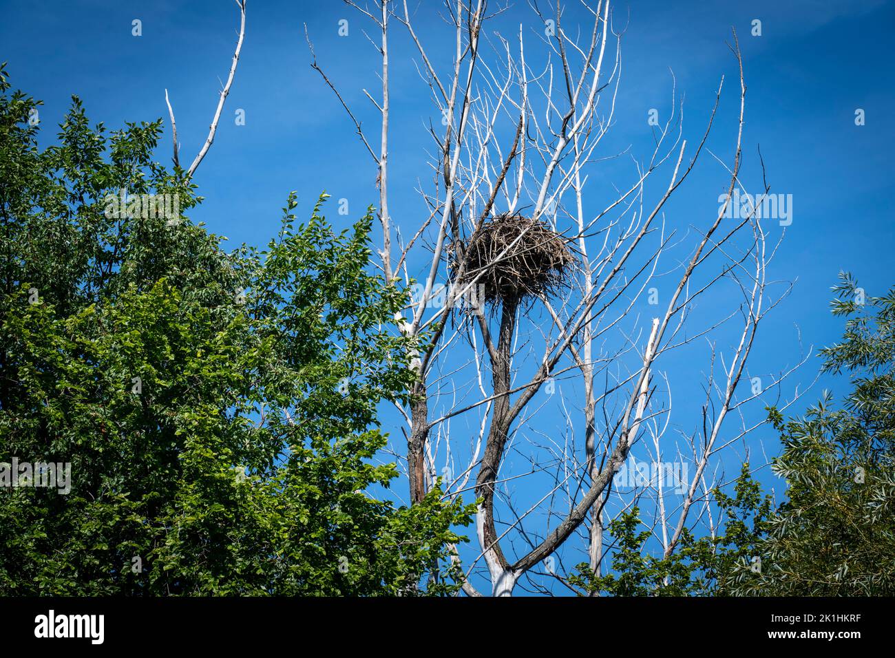 Bald Eagle nido in un parco lungo la riva del fiume San Lorenzo. Foto Stock