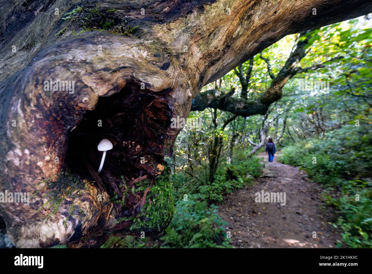 Piccolo fungo bianco che cresce nella cavità dell'albero - Craggy Gardens, Blue Ridge Parkway, vicino Asheville, North Carolina, USA Foto Stock