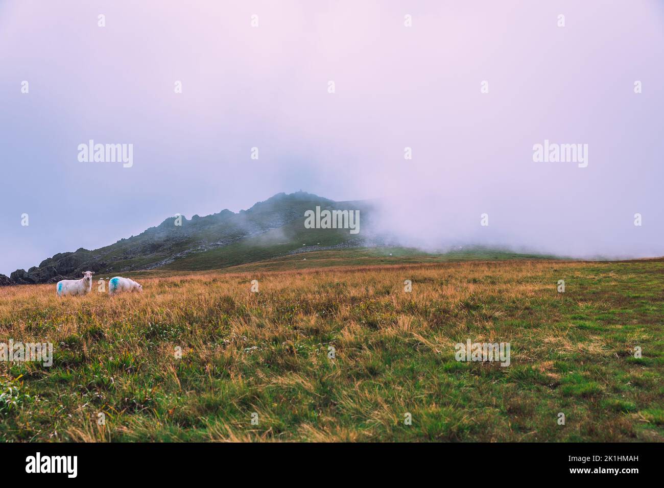 Cadair Idris, pecora in cima al moutain gallese, Snowdonia Foto Stock