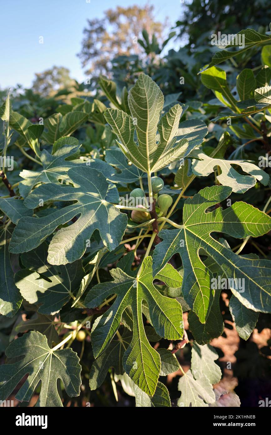 Primo piano di fico con fichi maturi e foglie Foto Stock