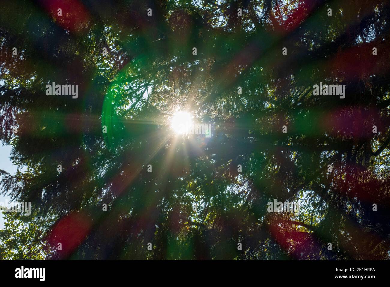Die Sonne scheint durch die Blätter eines Baumes im Herbst Foto Stock