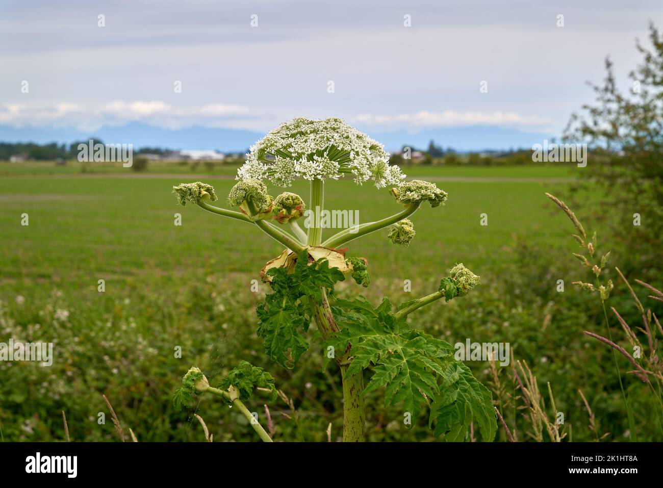 Pianta invasiva gigante Hogweed. La parte superiore di un pericoloso gigantesco Hogweed che può causare gravi ustioni. Foto Stock