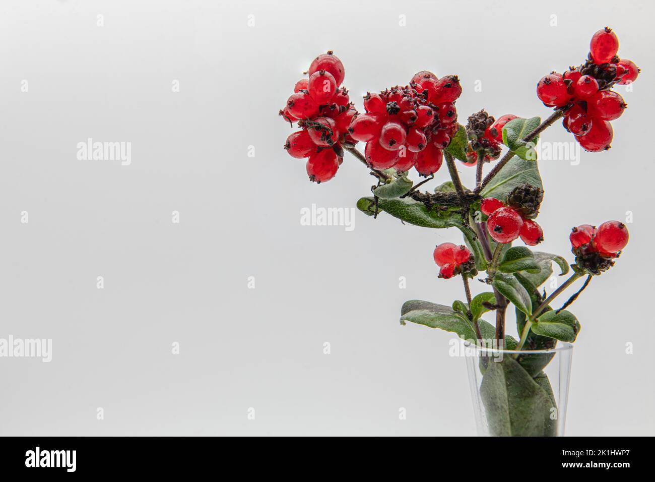 Bacche rosse in vaso solo per decorazione. Foto Stock