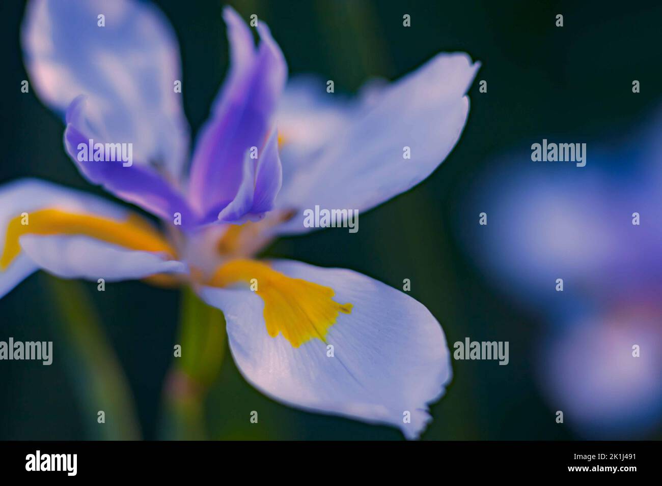 L'iride africana (Dietes irioides), nota anche come giglio di quindici giorni, spesso piantata nei giardini australiani e nelle aree pubbliche per aiutare a controllare le erbacce e l'erosione. Foto Stock