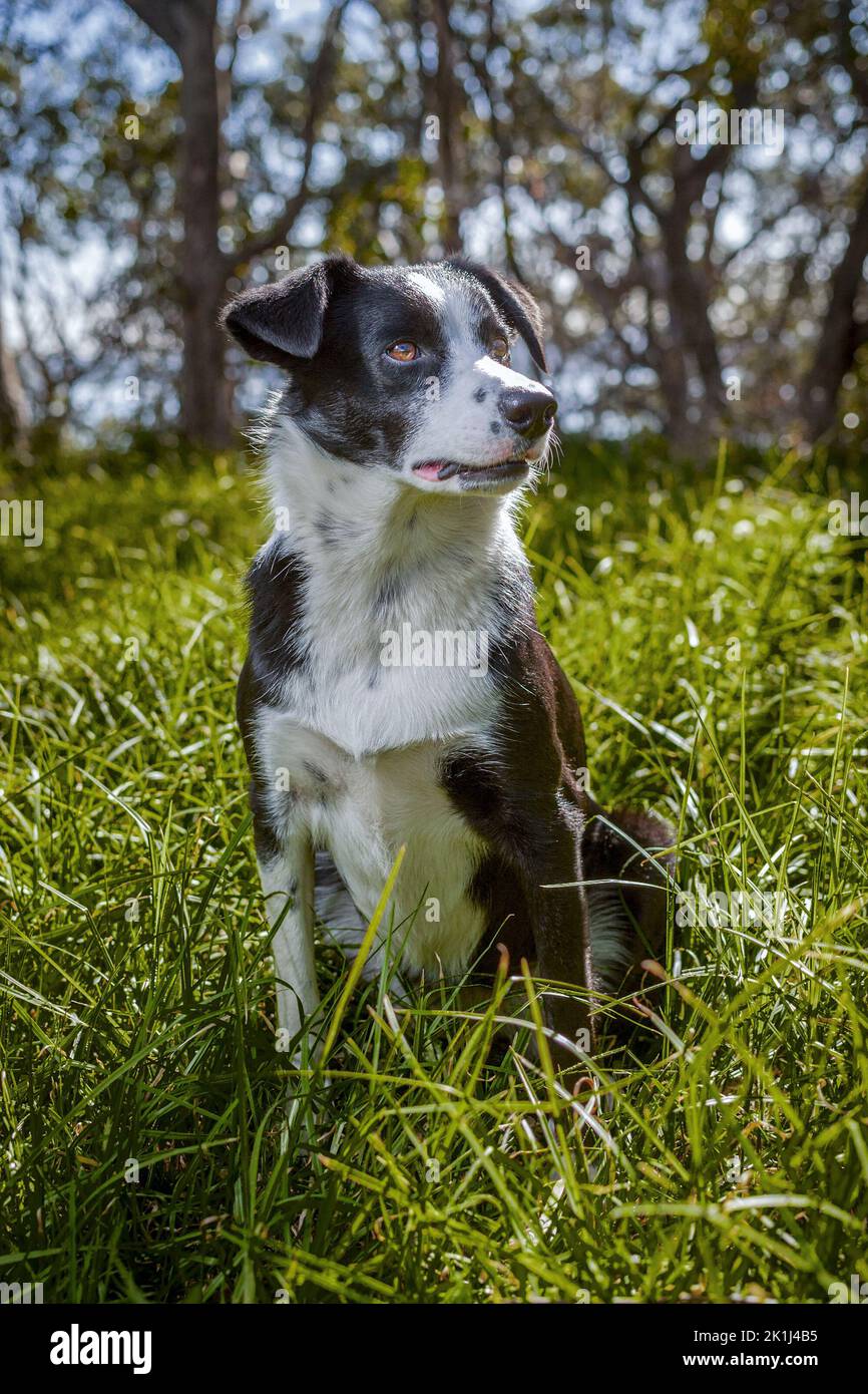 Collie di confine (Canis familiaris) seduto in erba in un ambiente boschivo. Foto Stock