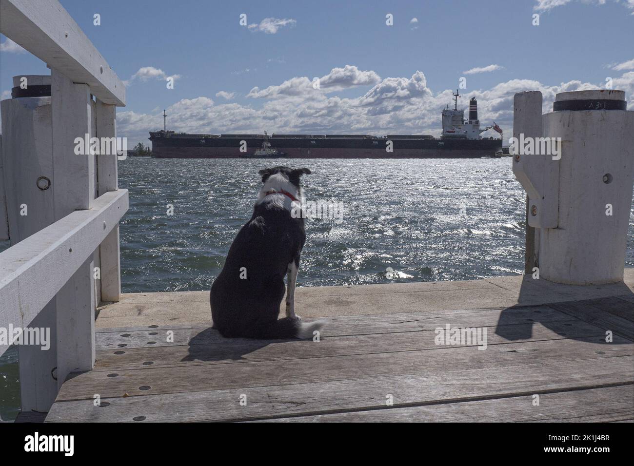 Confine collie (Canis familiaris) su un lungomare del porto che guarda ad una nave ormeggiata l'altro lato di una baia. Foto Stock