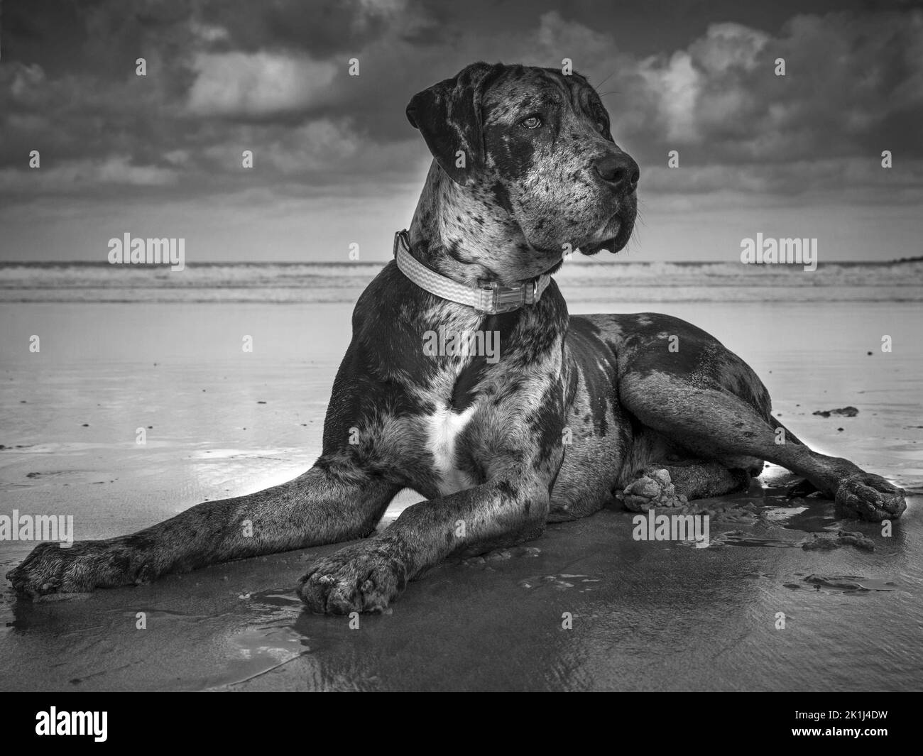 Great Dane (Canis familiaris) che riposa su una spiaggia. Foto Stock