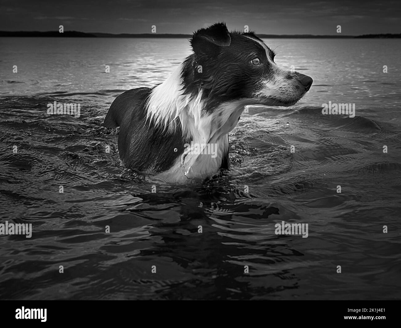 Collie di confine (Canis familiaris) maschio bianco e nero in acqua alta petto. Foto Stock