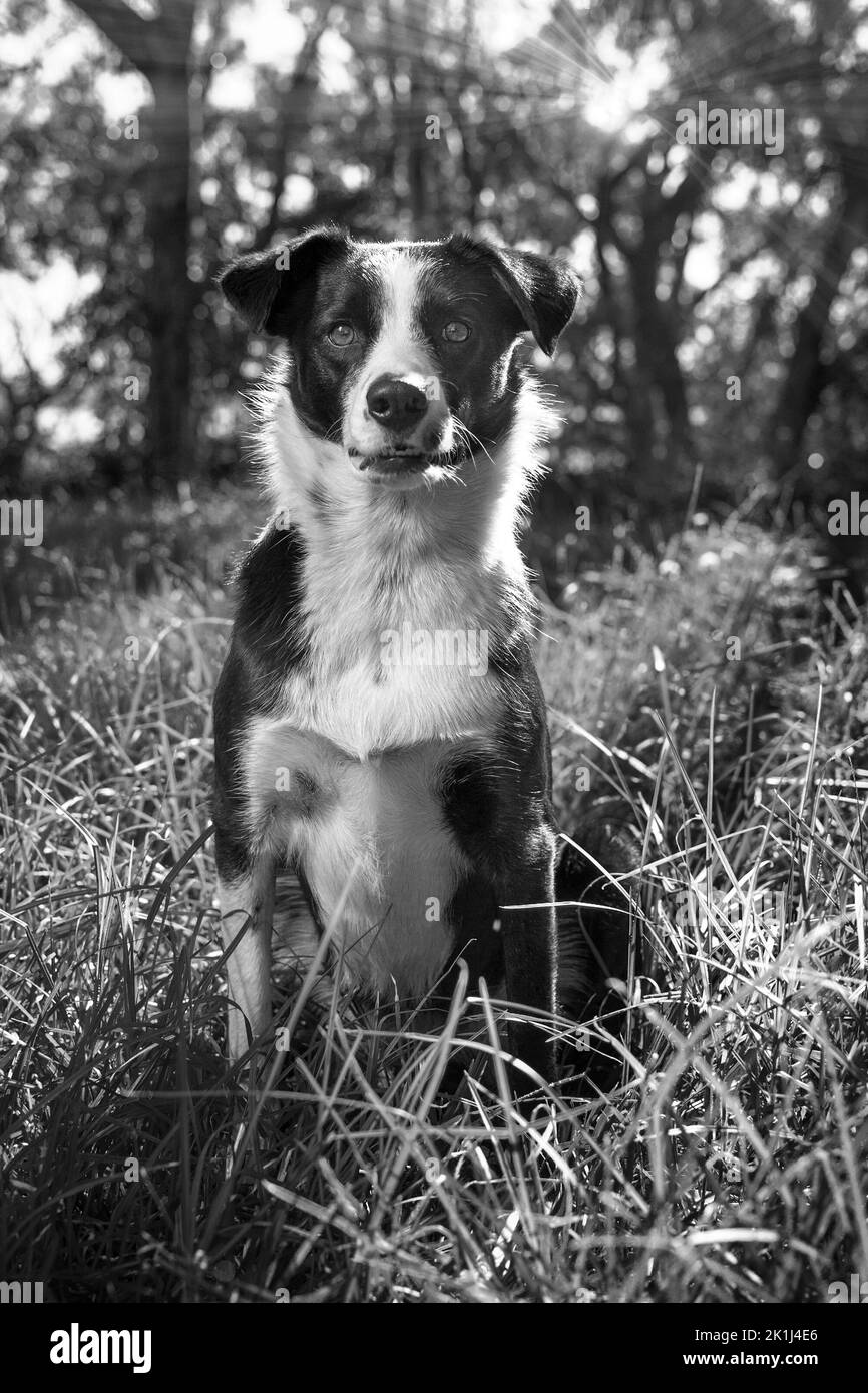 Border collie (Canis familiaris), cucciolo, seduto e guardando la macchina fotografica. Foto Stock