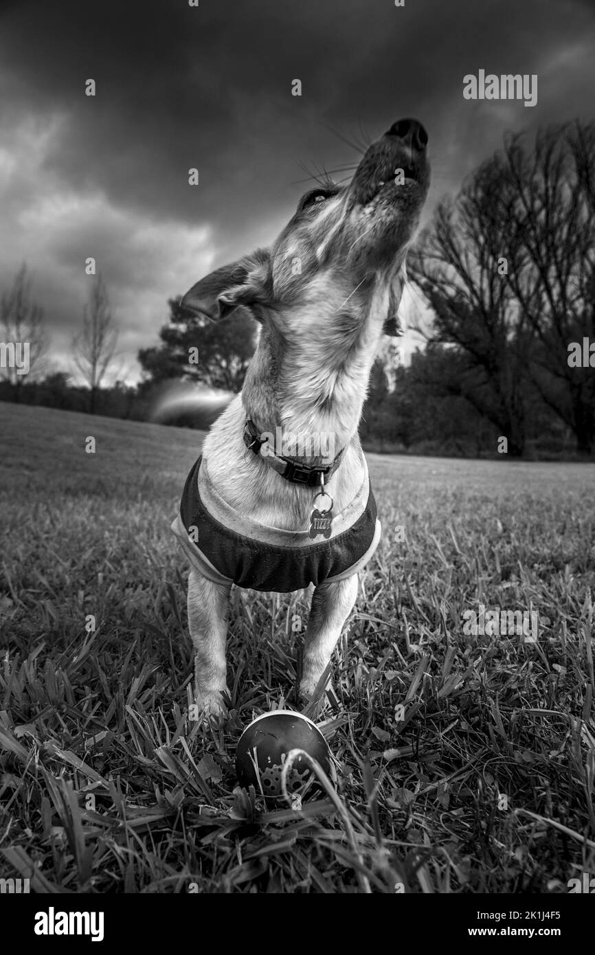 Jack Russell terrier (Canis familiaris) invitante gioco Foto Stock