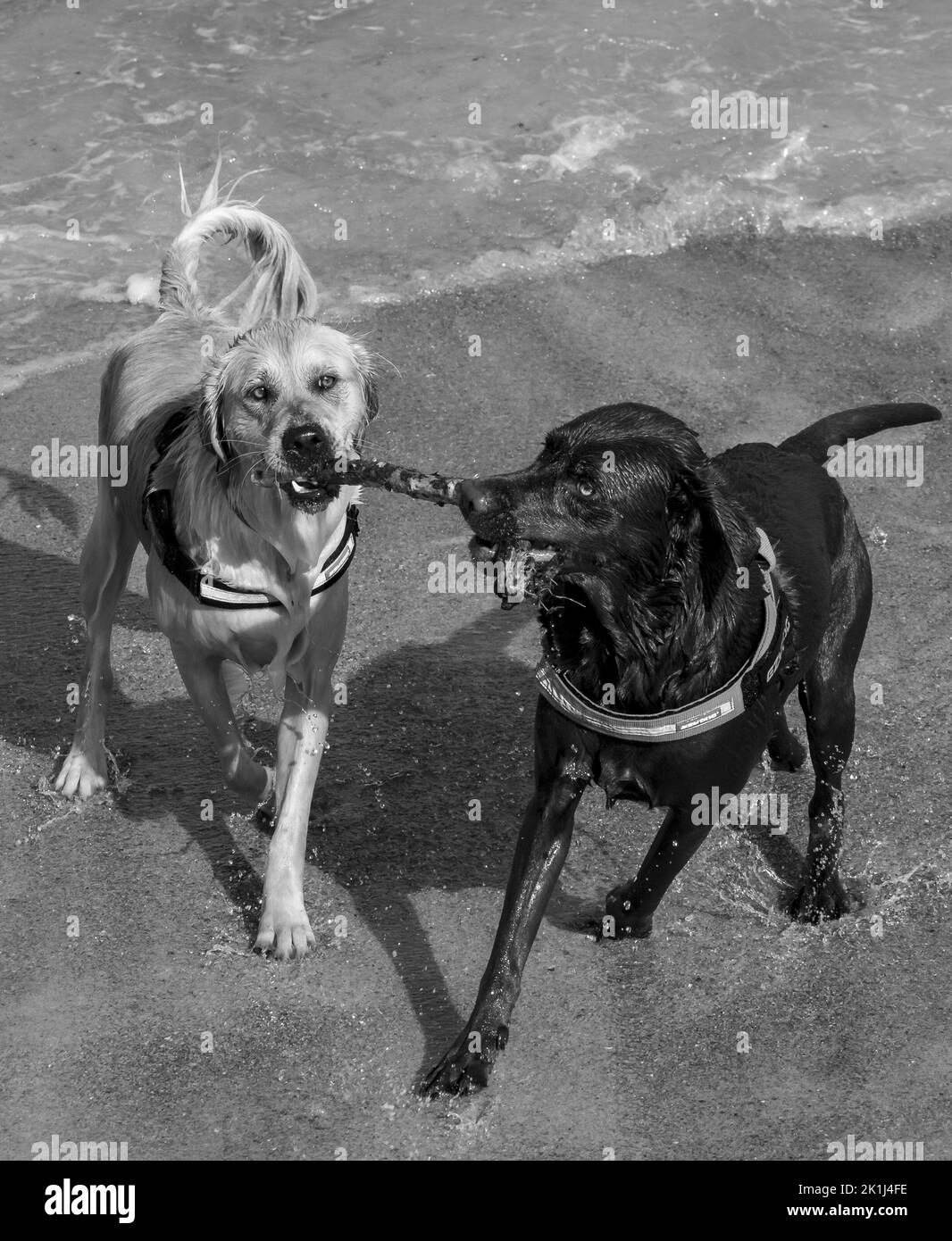 Due cani Labrador (Canis familiaris), in coppia giocando con un bastone su una spiaggia. Foto Stock