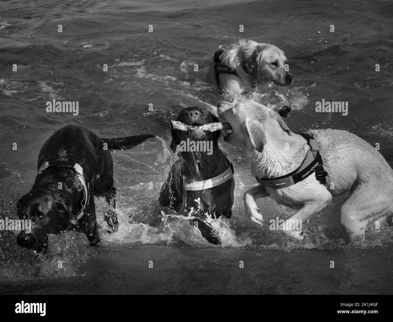 Labradors (Canis familiaris) quattro larking in mare, uno nuoto, uno con un bastone, uno salto, uno corsa. Foto Stock